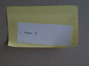 Paul Huf - Foto , Flowers : Gemengde Tulpen – gesigneerd & ingelijst - 1984 kopen? Bied vanaf 1!