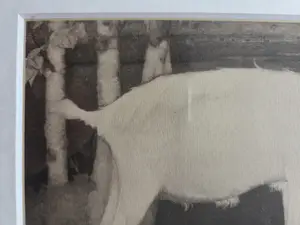 Jan Mankes - Geit. Heliogravure. Ingelijst. kopen? Bied vanaf 129!