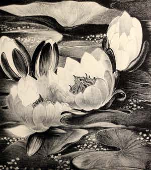 Jan Schonk - Z.t. (Waterlelies) verkocht voor € 60!