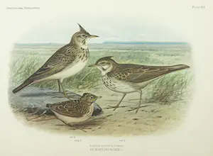 Eduard Daniël van Oort - Chromolitho, Lot van vier voorstellingen uit 'De Vogels van Nederland' kopen? Bied vanaf 1!