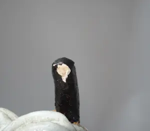 Nel Klaassen - Chimére kopen? Bied vanaf 100!