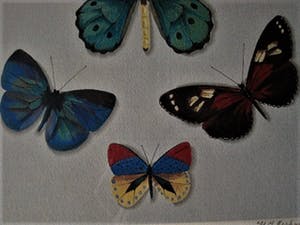 Hans Verhoef - Magnifiek realistisch Grafiek - Bep. Oplage Litho "diverse Vlinders" gesigneerd kopen? Bied vanaf 10!