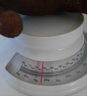 Curiosa - Neushoorn van anaconda leder - antiek kopen? Bied vanaf 1!