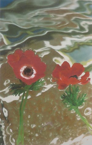 Brigitte de Langen - Foto, Anemonenhuis - Ingelijst (Groot) kopen? Bied vanaf 10!