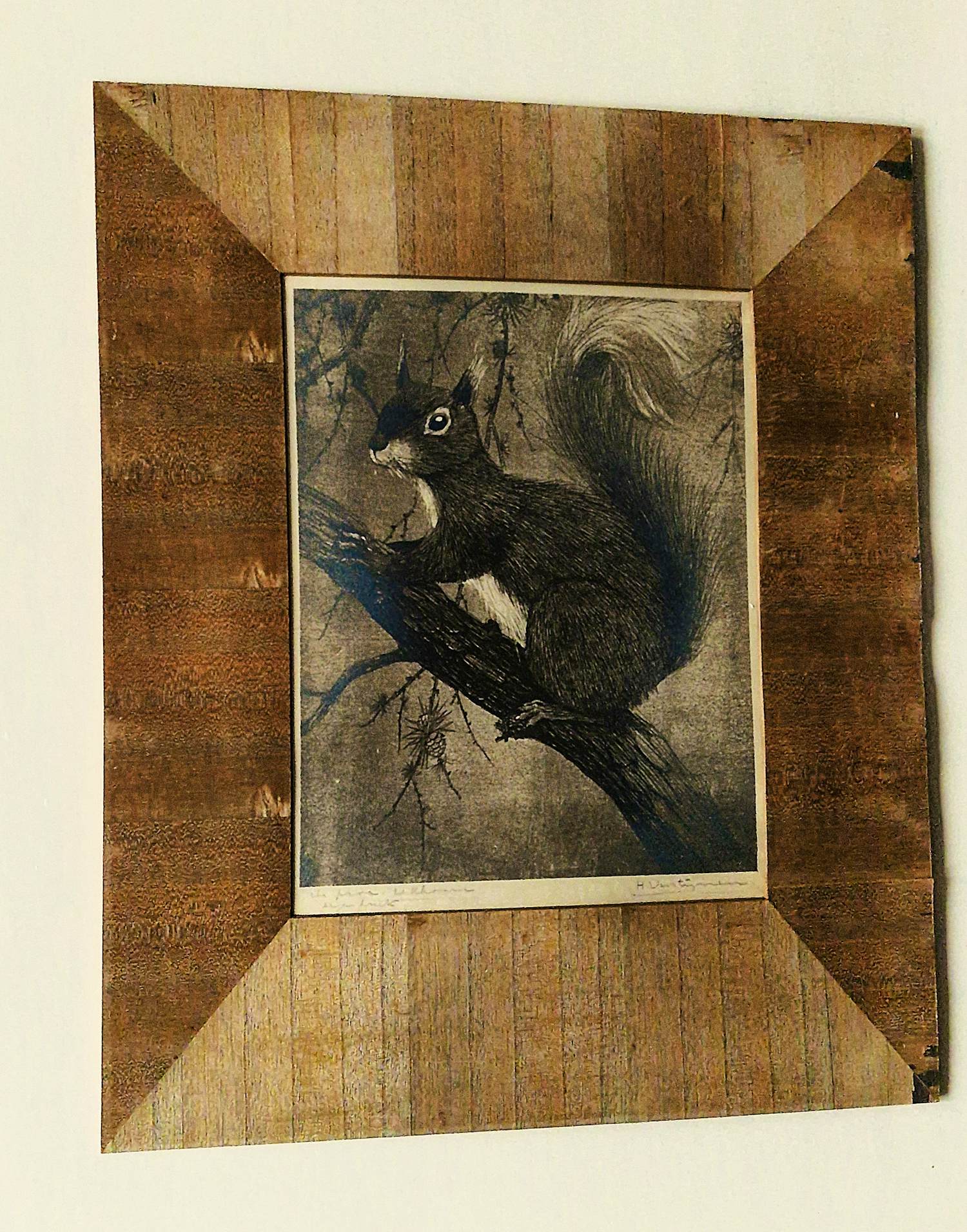 Henri Verstijnen - omstreeks 1930 - fraai gedetailleerde ETS "eekhoorn" potloodgesigneerd kopen? Bied vanaf 35!