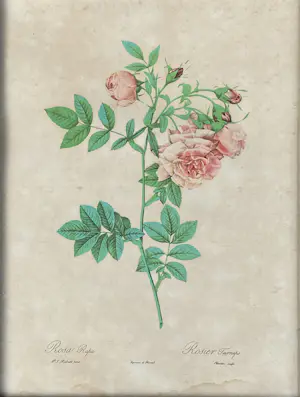 Pierre-Joseph Redoute - Rosa Rafa kopen? Bied vanaf 10!