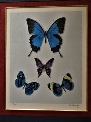 Hans Verhoef - Magisch Realisme - Beperkte Oplage (50) - Litho "diverse Vlinders" gesigneerd kopen? Bied vanaf 10!