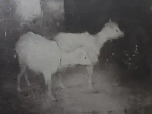 Jan Mankes - Twee geitjes kopen? Bied vanaf 39!