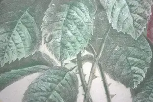 Pierre-Joseph Redoute - litho Rozen kopen? Bied vanaf 35!