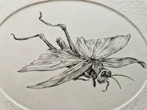 Dick Stolwijk - twee (2) fraai gedetailleerde - eigen druk - Etsen "insecten" - potloodgesigd kopen? Bied vanaf 36!