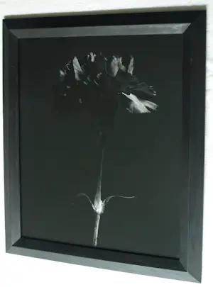 Jasper Wiedeman - Ingelijste foto , barietprint , Anjer – 1993 - Lijst, 66 x 56 cm. kopen? Bied vanaf 125!