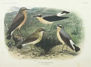 Eduard Daniël van Oort - Chromolitho, Lot van vier voorstellingen uit 'De Vogels van Nederland' kopen? Bied vanaf 1!