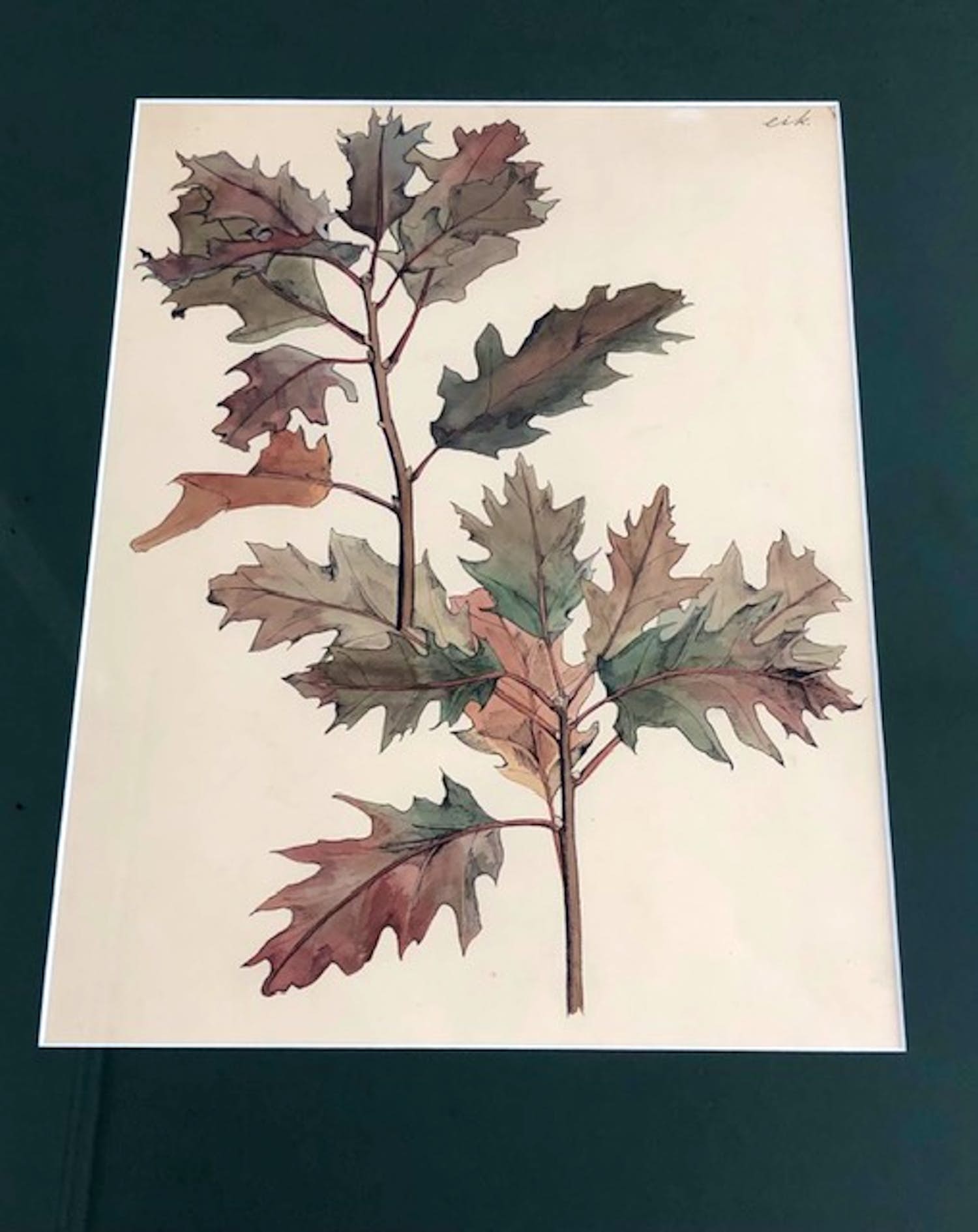 Gretha Pieck - studie van een eikenblad kopen? Bied vanaf 100!