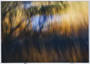 Hans van Ommeren - Setje fotografie op dibond, Bomen kopen? Bied vanaf 80!