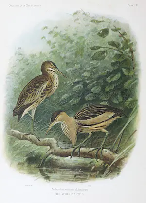 Eduard Daniël van Oort - Chromolitho, Lot van vier voorstellingen uit 'De Vogels van Nederland' kopen? Bied vanaf 1!