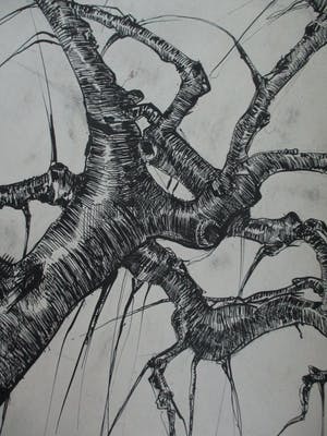 Frits van der Zander - Boomstudie kopen? Bied vanaf 15!