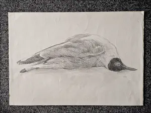Nico Hoeve - Drie (3) potloodtekeningen "studie van een dode meeuw" potloodgesigneerd kopen? Bied vanaf 30!