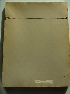 Ronnie Meerts - Ets, titel. Antieke poppen. kopen? Bied vanaf 35!