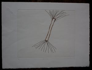 Ruud Matthes - Ets: boom(2) - 1987 kopen? Bied vanaf 45!