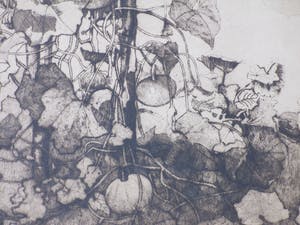 Reinier Willem Kennedy - Kalebasplanten - Ets kopen? Bied vanaf 30!