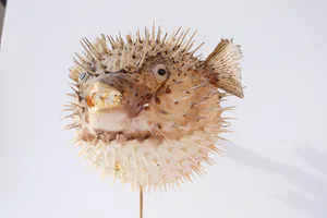 Niet of onleesbaar gesigneerd - Parelhoen kogelvis ("Golden Puffer") // Kogelvis // Op sokkel kopen? Bied vanaf 1!