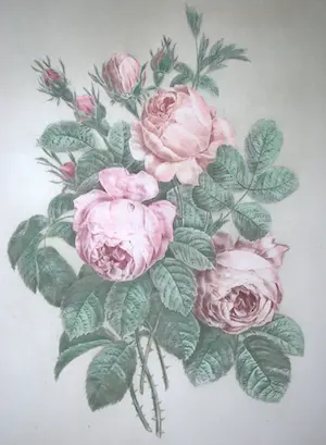 AcheterPierre-Joseph Redoute - litho Rozen? Enchérissez de 35!