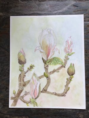 Niet of onleesbaar gesigneerd - Magnolia in Bloei. kopen? Bied vanaf 1!