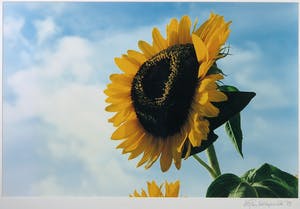Marianne Dommisse - Foto, Zonnebloem - Ingelijst kopen? Bied vanaf 1!