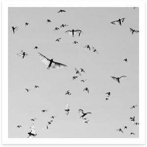 Trent Parke - Flying Foxes. Mataranka, Australia. 2004. From the project Minutes To Midnight kopen? Bied vanaf 300!
