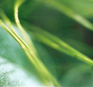 Paul den Hollander - Zonder titel kopen? Bied vanaf 150!