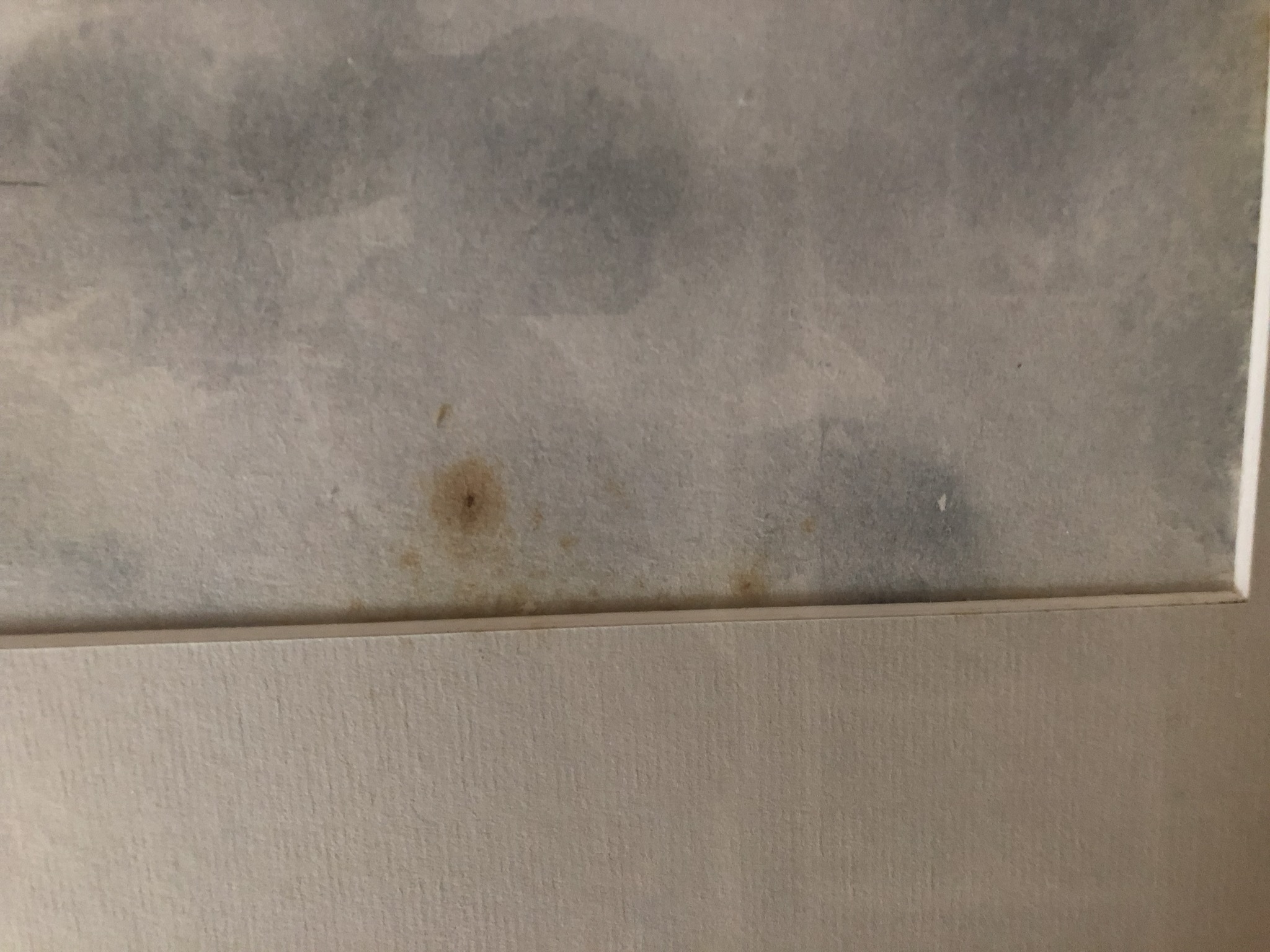 Edwin Brandt - Berkenbomen kopen? Bied vanaf 30!