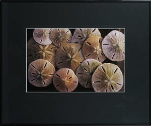 Paul Huf - Foto, Bonaire, Sand Dollars - Ingelijst kopen? Bied vanaf 1!