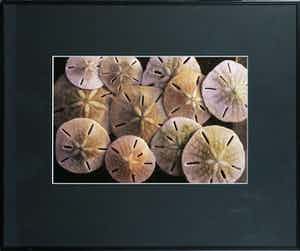 Paul Huf - Foto, Bonaire, Sand Dollars - Ingelijst verkocht voor € 1!