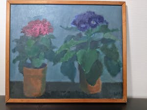 Nico van Bekkum - Gineraria's kopen? Bied vanaf 10!