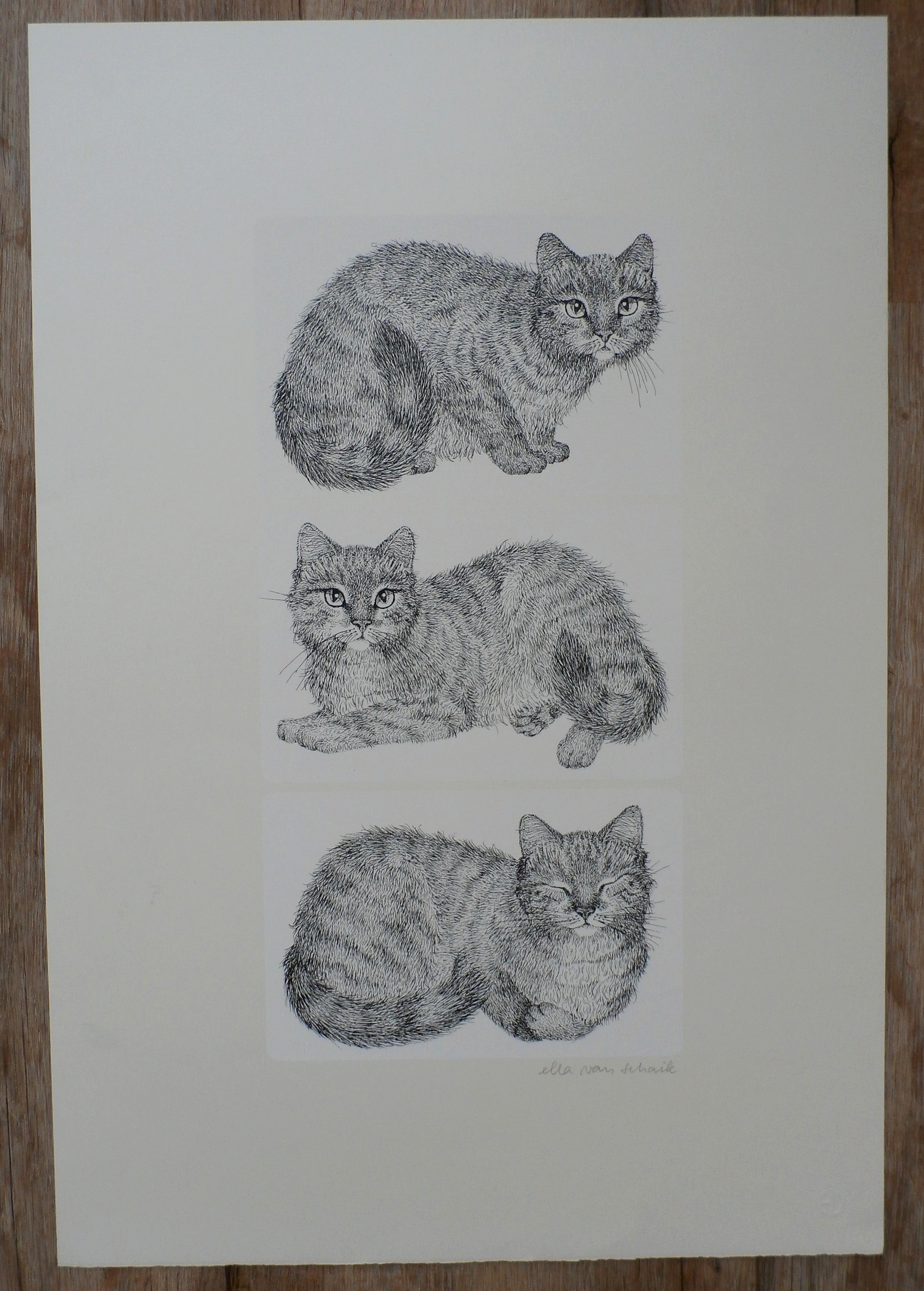 Ella van Schaik - zeefdruk: poes (3 afbeeldingen) kopen? Bied vanaf 45!