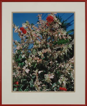 Marnix Goossens - Foto, Hibiscus - Ingelijst + gesigneerde tentoonstellingscatalogus kopen? Bied vanaf 250!