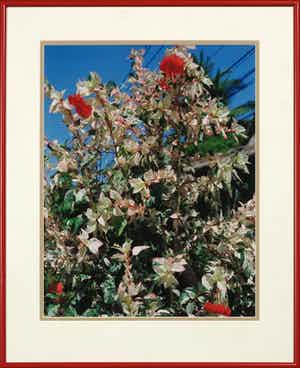 Marnix Goossens - Foto, Hibiscus - Ingelijst + gesigneerde tentoonstellingscatalogus verkocht voor € 250!