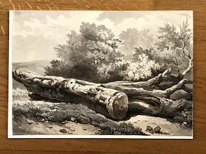 Harry Heijer - Gevelde boom, sepia kopen? Bied vanaf 60!