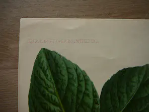 Pierre Joseph de Pannemaeker - Pruim Washington kopen? Bied vanaf 25!