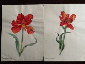 Niet of onleesbaar gesigneerd - Bloemen (5X) kopen? Bied vanaf 1!