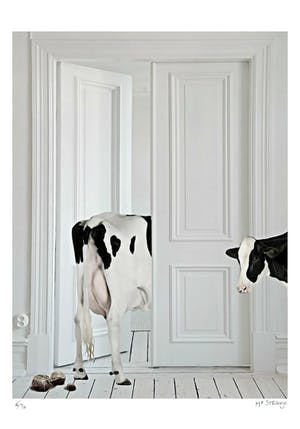 Mr. Strange - Vaches d'appartement kopen? Bied vanaf 50!