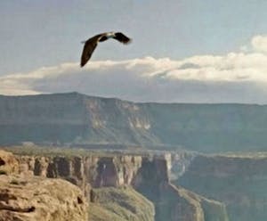 Mr. Strange - L'agent immobilier kopen? Bied vanaf 50!