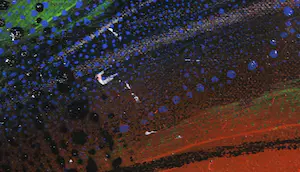 Pieter Vermeulen - Acryl op doek, Le Jardin (Groot) kopen? Bied vanaf 150!