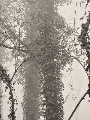 Ralph Janowski - Trees kopen? Bied vanaf 1!