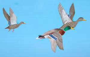 Ari Stolk - Invallende eenden met stads-skyline kopen? Bied vanaf 375!