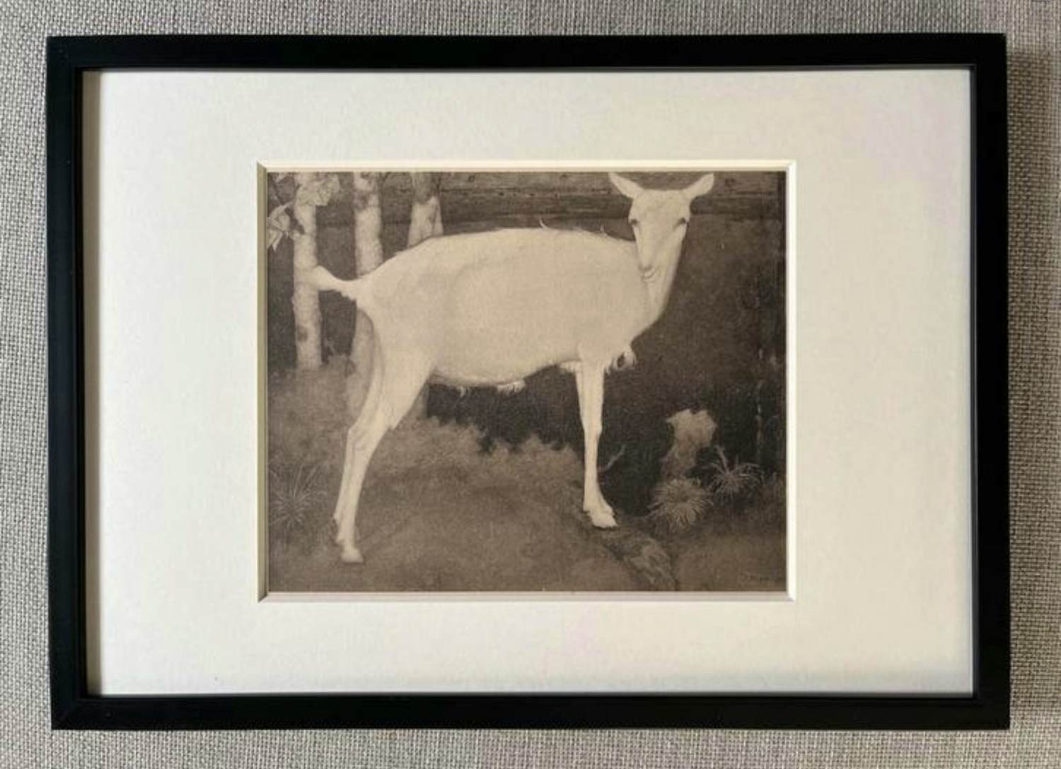 Jan Mankes - Originele Heliogravure Jonge Witte Geit 1923 kopen? Bied vanaf 150!