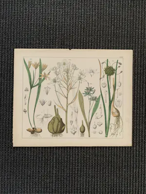 Corneille Antoine Jean Abram Oudemans - Flora van Nederland kopen? Bied vanaf 200!