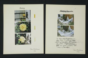 Peter Hutchinson - Alphabet Cottage - About a garden and the changes that take place. kopen? Bied vanaf 1!