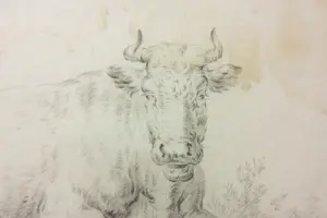 Niet of onleesbaar gesigneerd - (18e -eeuwse) potloodtekening, Rund kopen? Bied vanaf 1!