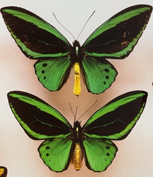 Paul Huf - C-print - 'Butterflies' - 1988 (INGELIJST) kopen? Bied vanaf 150!